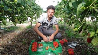 Mersin’de Çilekte Zirai Dondan Olumsuz Etkilendi - Sayfa 3