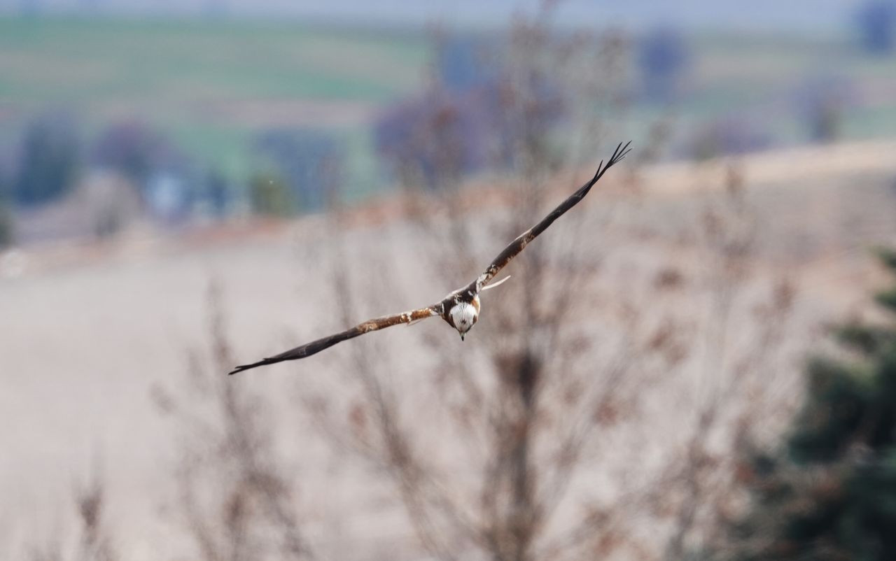 Kırıkkale’de Yırtıcı Kuş ‘Saz Delicesi’ Objektife Yansıdı - Sayfa 3