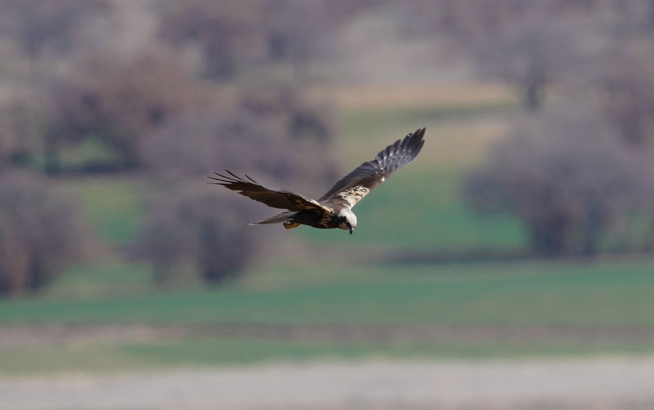 Kırıkkale’de Yırtıcı Kuş ‘Saz Delicesi’ Objektife Yansıdı - Sayfa 4