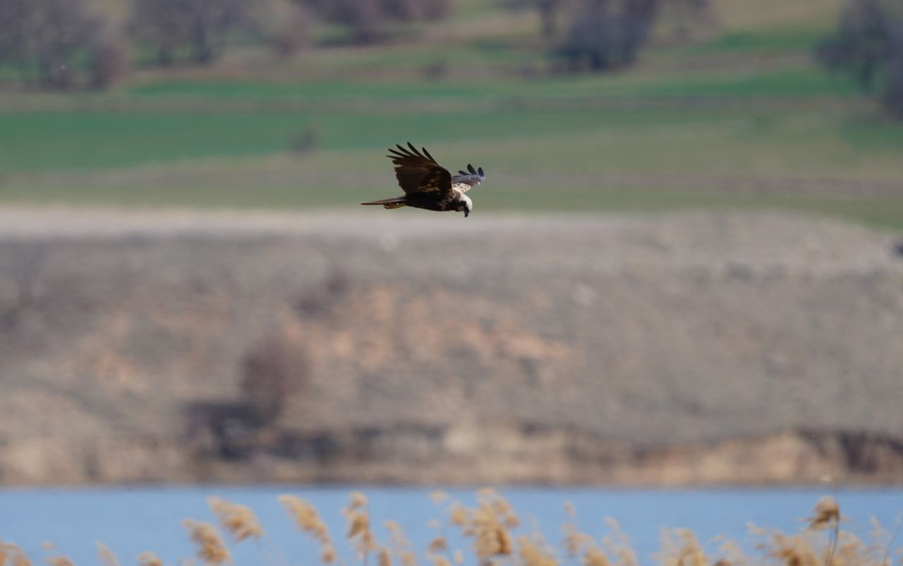 Kırıkkale’de Yırtıcı Kuş ‘Saz Delicesi’ Objektife Yansıdı - Sayfa 2