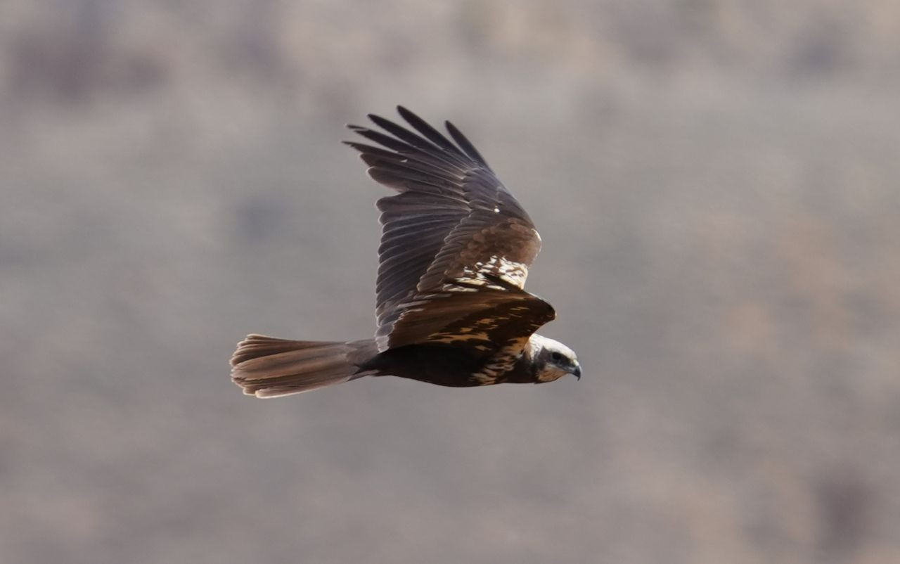Kırıkkale’de Yırtıcı Kuş ‘Saz Delicesi’ Objektife Yansıdı - Sayfa 1
