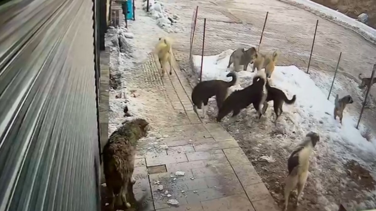 Hakkari’de Aç Kalan Kurt Yerleşim Merkezine İndi, Köpeklerin Saldırısına Uğradı