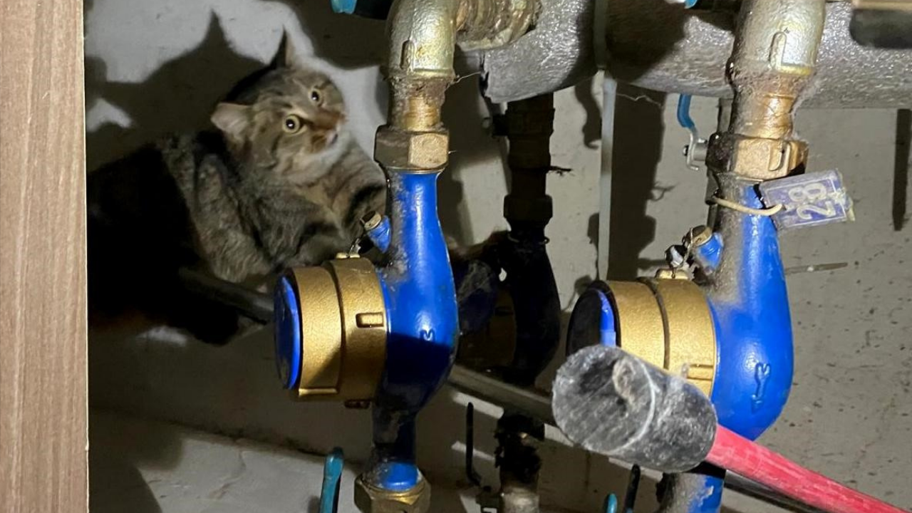 Erzincan’da Kanalizasyona Sıkışan Kedi İtfaiye Tarafından Kurtarıldı