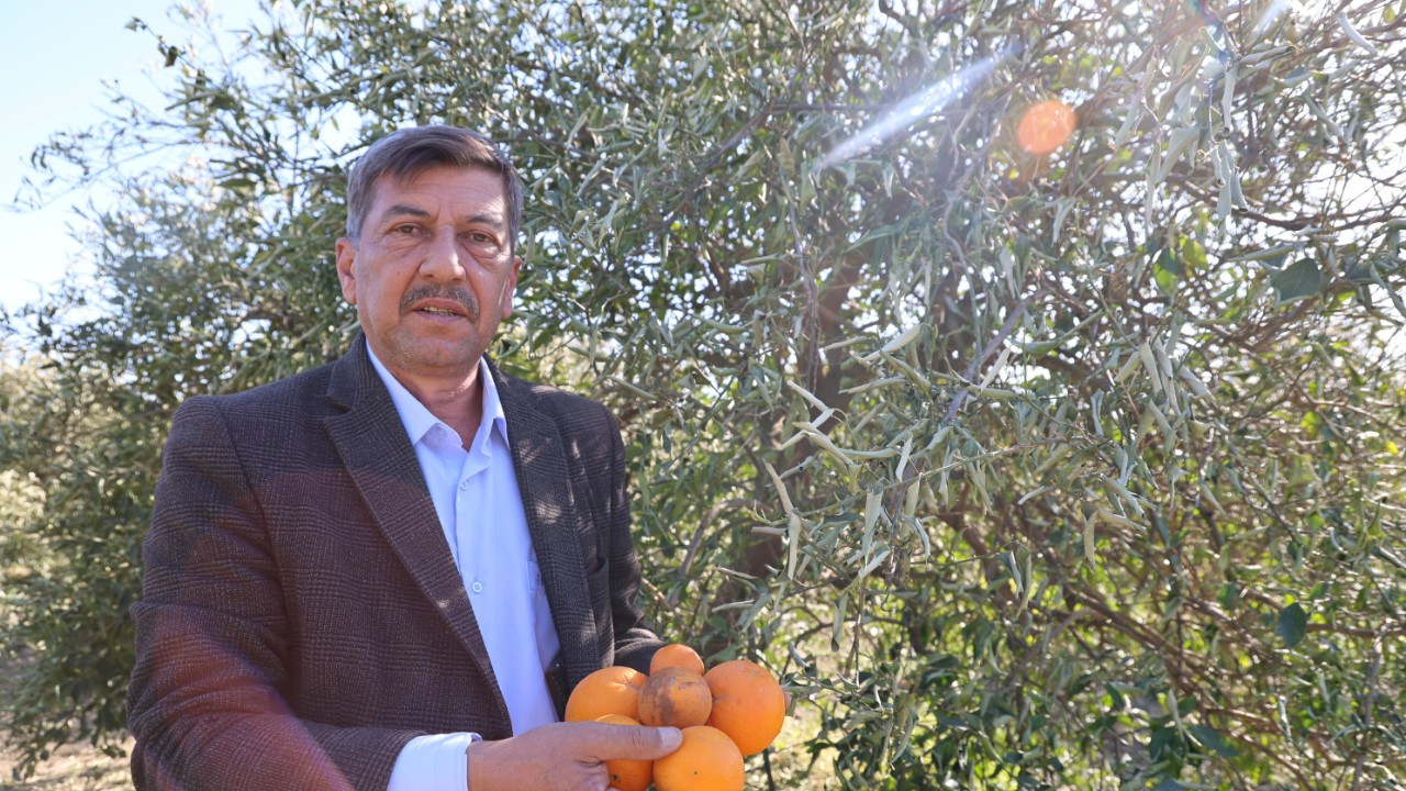 Zirai Donun İzleri Ortaya Çıkmaya Devam Ediyor