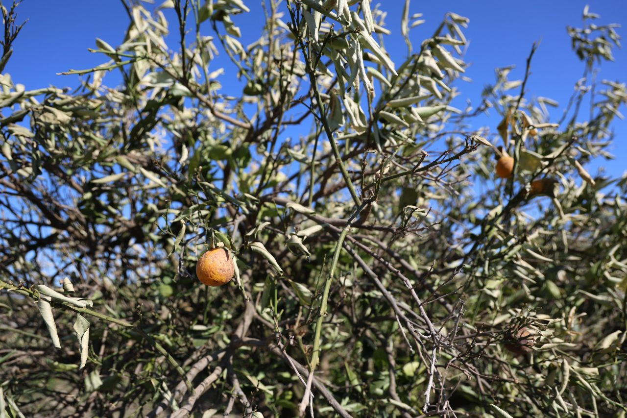 Zirai Donun İzleri Ortaya Çıkmaya Devam Ediyor - Sayfa 5