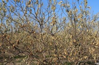 Zirai Donun İzleri Ortaya Çıkmaya Devam Ediyor - Sayfa 7