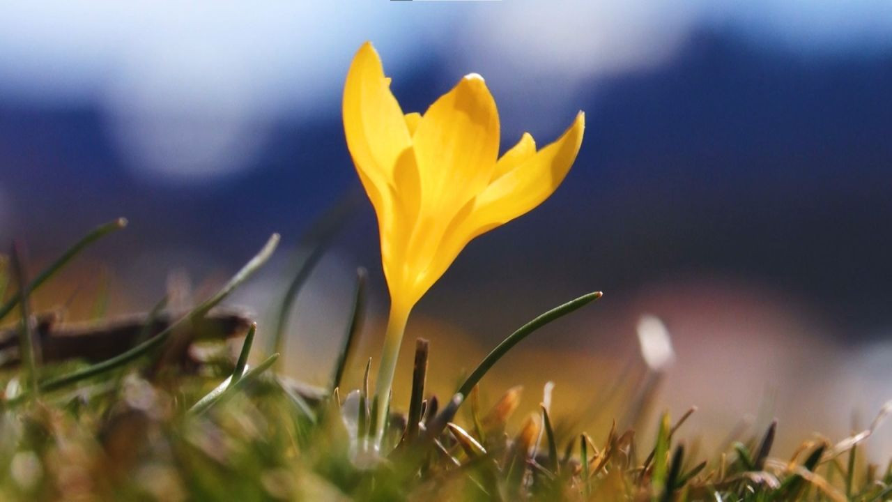 Başkentte Baharın Müjdecisi Çiğdemler Çiçek Açtı - Sayfa 1