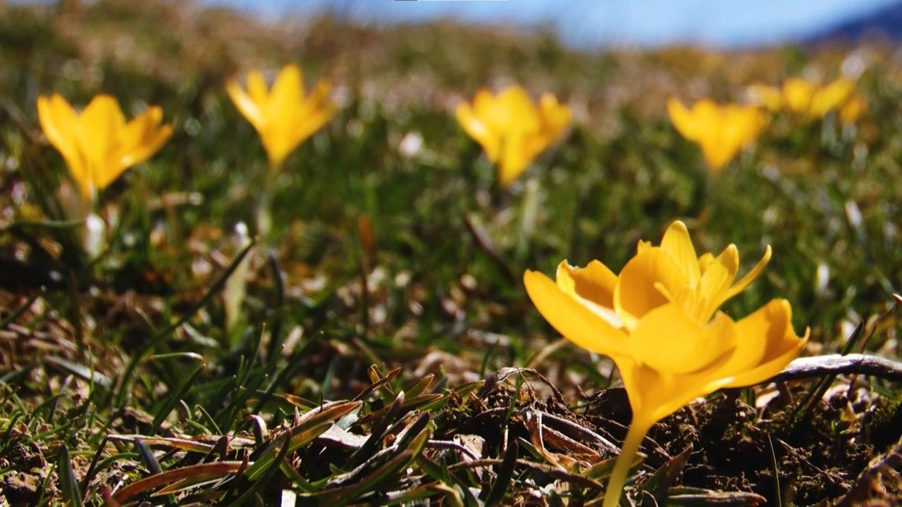 Başkentte Baharın Müjdecisi Çiğdemler Çiçek Açtı - Sayfa 3
