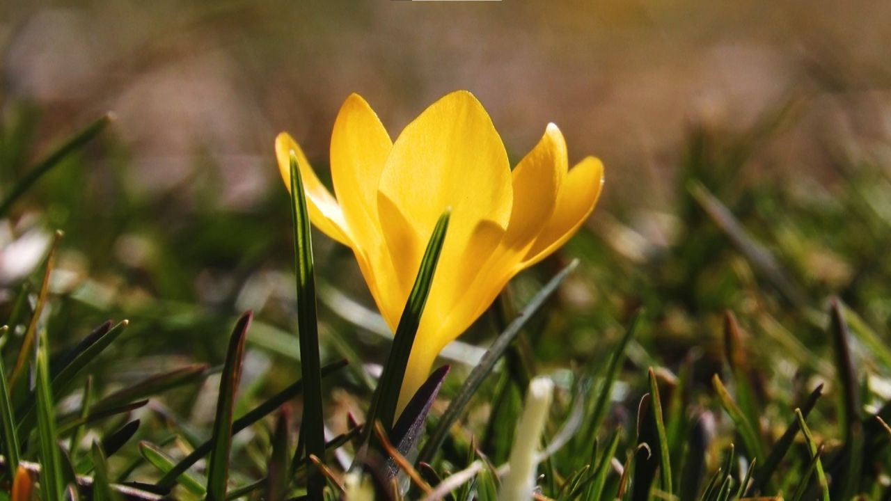 Başkentte Baharın Müjdecisi Çiğdemler Çiçek Açtı - Sayfa 4