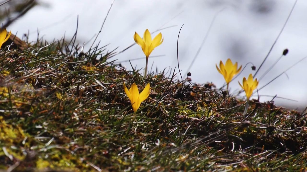 Başkentte Baharın Müjdecisi Çiğdemler Çiçek Açtı - Sayfa 5