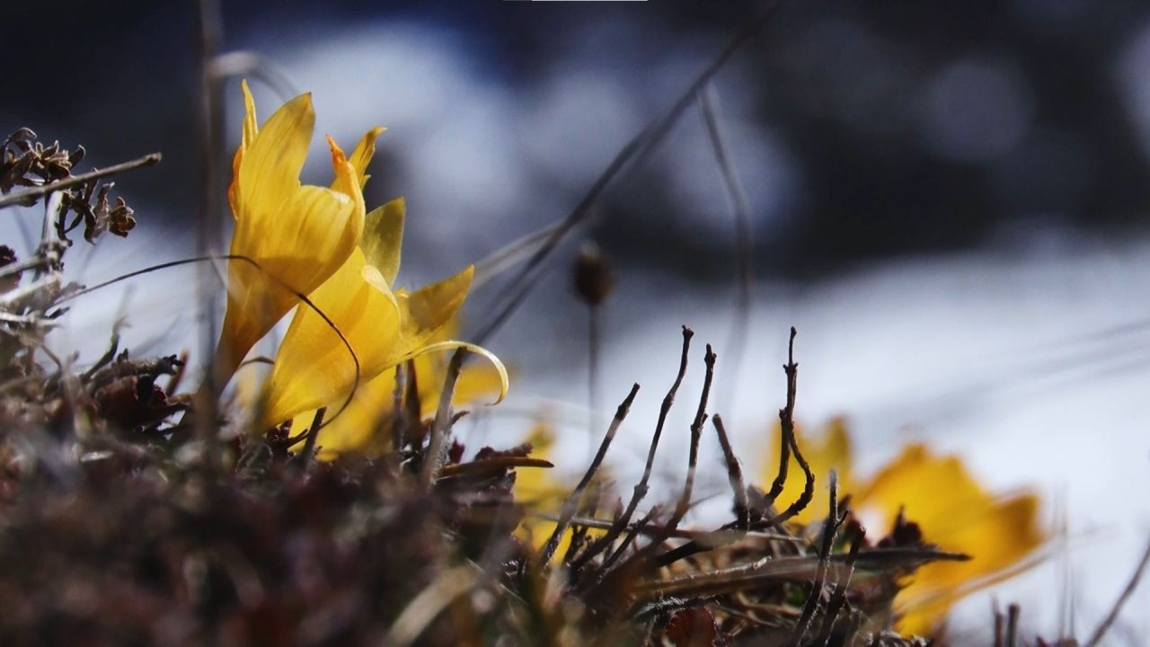 Başkentte Baharın Müjdecisi Çiğdemler Çiçek Açtı - Sayfa 6