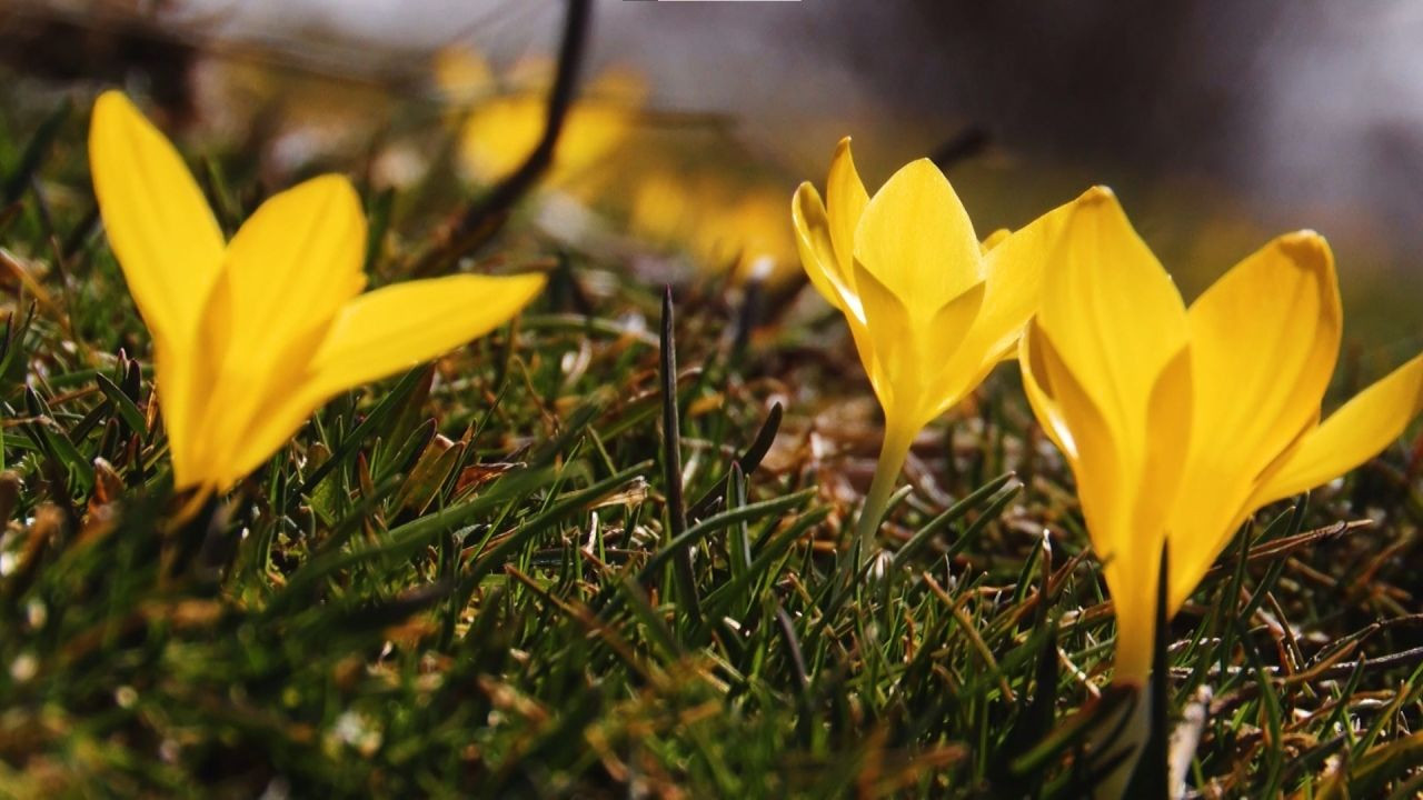 Başkentte Baharın Müjdecisi Çiğdemler Çiçek Açtı - Sayfa 7