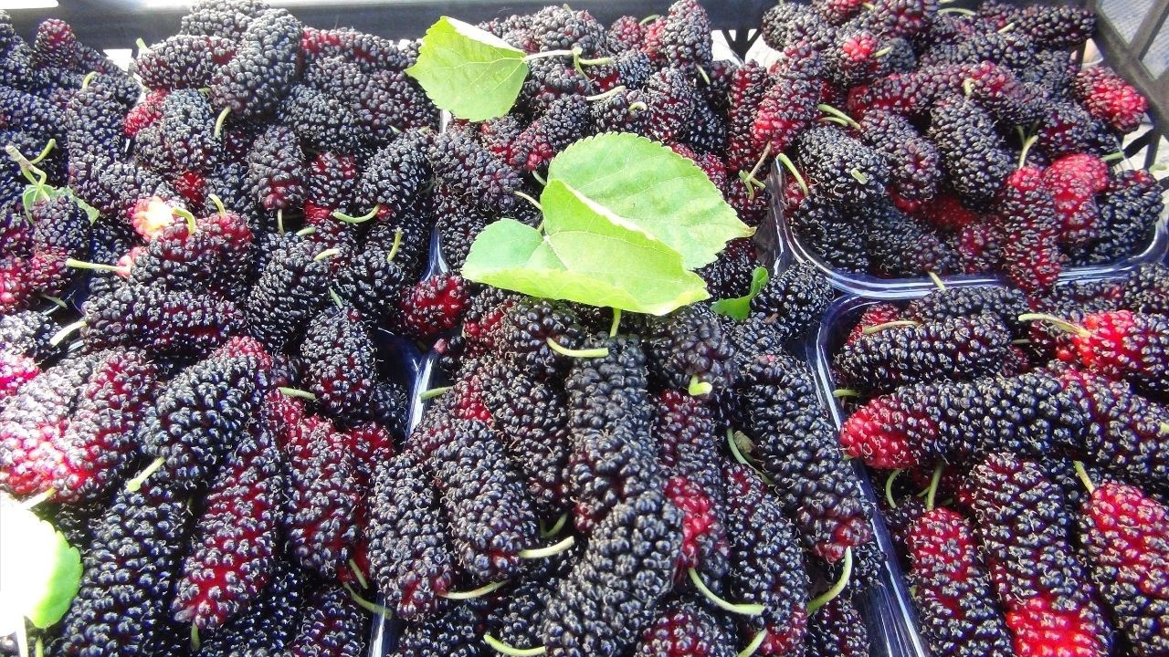 Turfanda Yetişen Karadutun Yüzde 70'i İhraç Ediliyor
