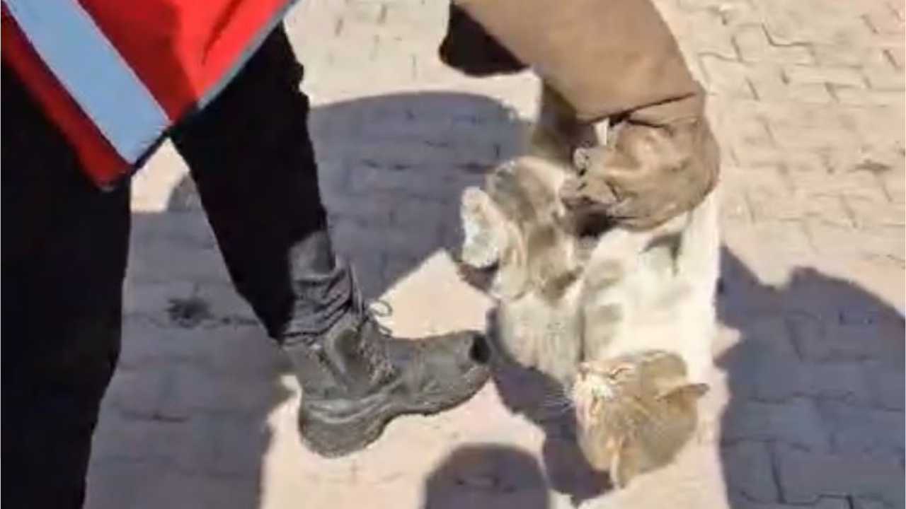Kayseri’de Ahşap Makaraya Sıkışan Kedi Kurtarıldı