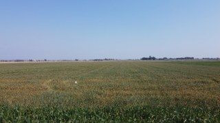 Adana'da Üzücü Manzara: Kuraklık Ve Susuzluk Buğdayı Büyümeden Tarlada Kuruttu - Sayfa 6