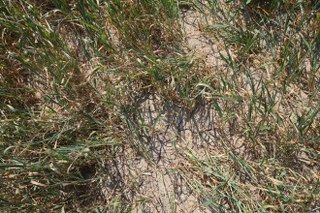 Adana'da Üzücü Manzara: Kuraklık Ve Susuzluk Buğdayı Büyümeden Tarlada Kuruttu - Sayfa 7