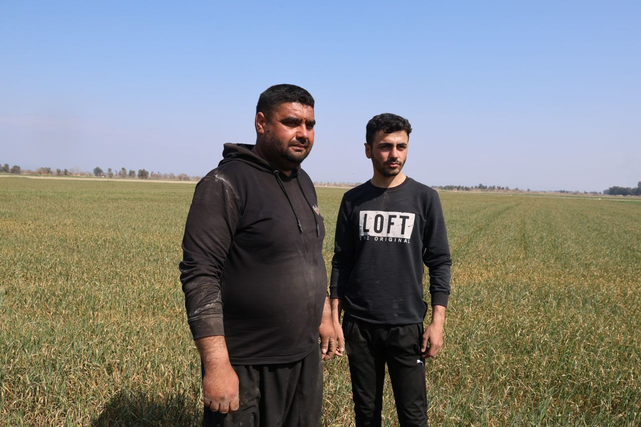 Adana'da Üzücü Manzara: Kuraklık Ve Susuzluk Buğdayı Büyümeden Tarlada Kuruttu - Sayfa 4