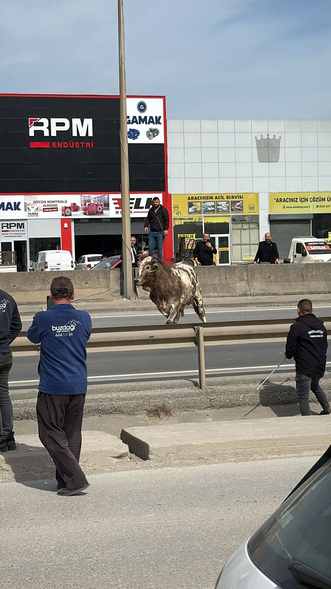 Sakarya'da Tosun Krizi! D-100'de Trafik Durdu, O Anlar Kameraya Yansıdı! - Sayfa 4