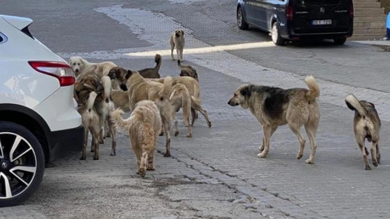 İçişleri Bakanı Yerlikaya’dan Başıboş Köpek Açıklaması: Belediyeler 2 Ayda Bir Denetlenecek - Sayfa 4