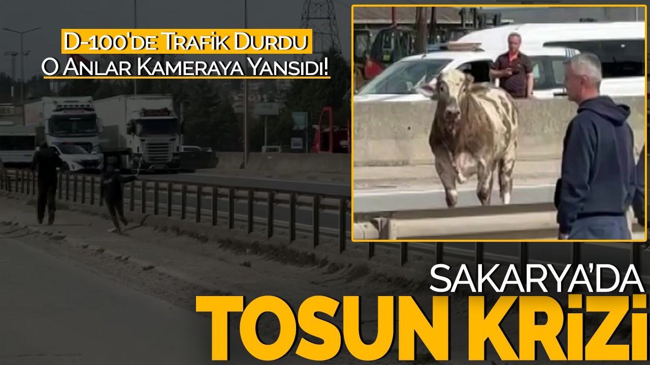 Sakarya'da Tosun Krizi! D-100'de Trafik Durdu, O Anlar Kameraya Yansıdı!