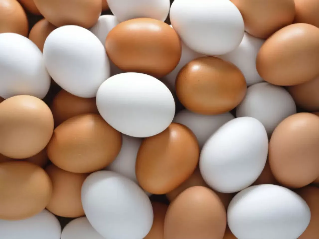 ABD’de Yumurta Krizi: Türkiye’den Acil Destek Talebi!