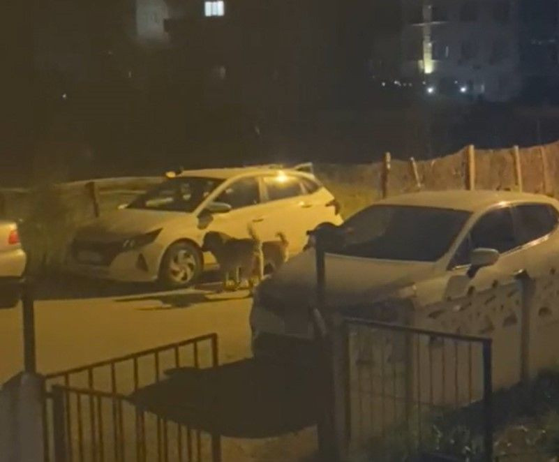 Yalova'da Sokak Köpekleri Park Halindeki Otomobilleri Paramparça Etti - Sayfa 3
