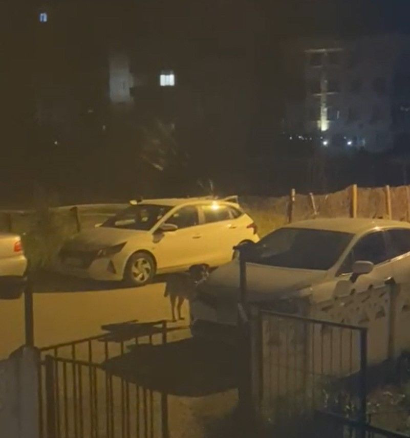 Yalova'da Sokak Köpekleri Park Halindeki Otomobilleri Paramparça Etti - Sayfa 7