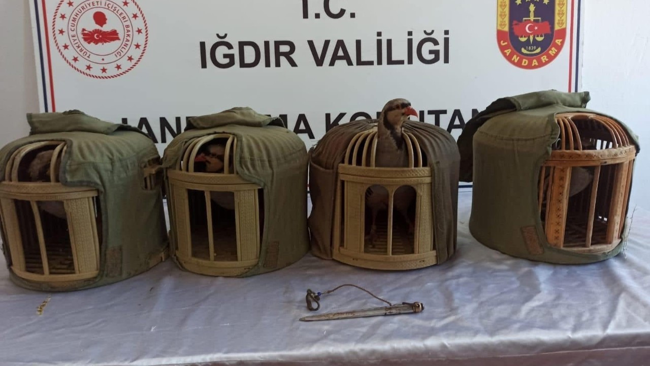 Iğdır’da Kaçak Keklik Avına Rekor Ceza: 8 Kişiye 402 Bin Lira Ceza
