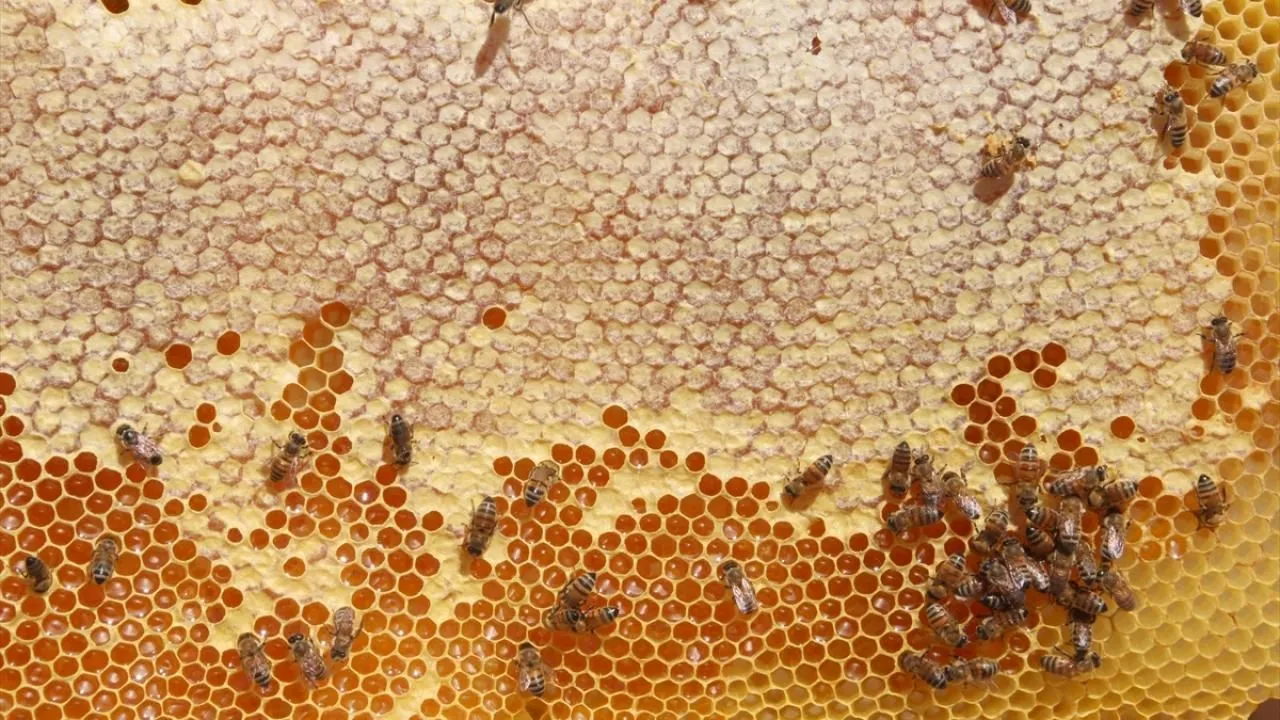 Ünlü Bal Markası Sahte Çıktı! Bakanlıktan Şok Liste Ünlü Bal Markası Sahte Çıktı! Bakanlıktan Şok Liste