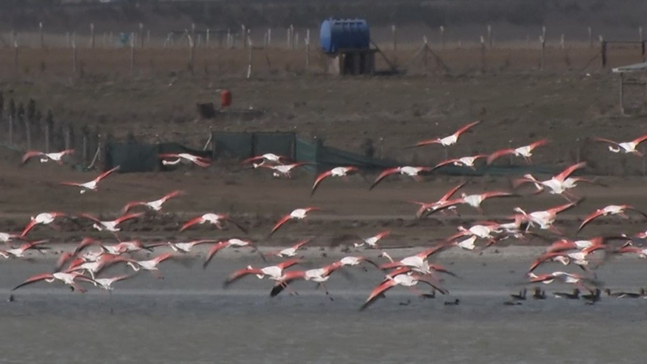 Ankara'da Konaklayan Flamingoların Yaşam Alanı Tehdit Altında