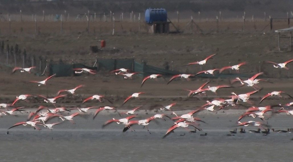Ankara'da Konaklayan Flamingoların Yaşam Alanı Tehdit Altında - Sayfa 1