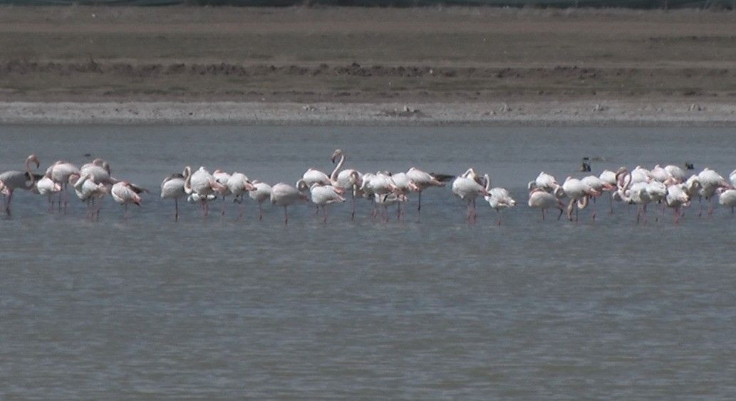 Ankara'da Konaklayan Flamingoların Yaşam Alanı Tehdit Altında - Sayfa 2