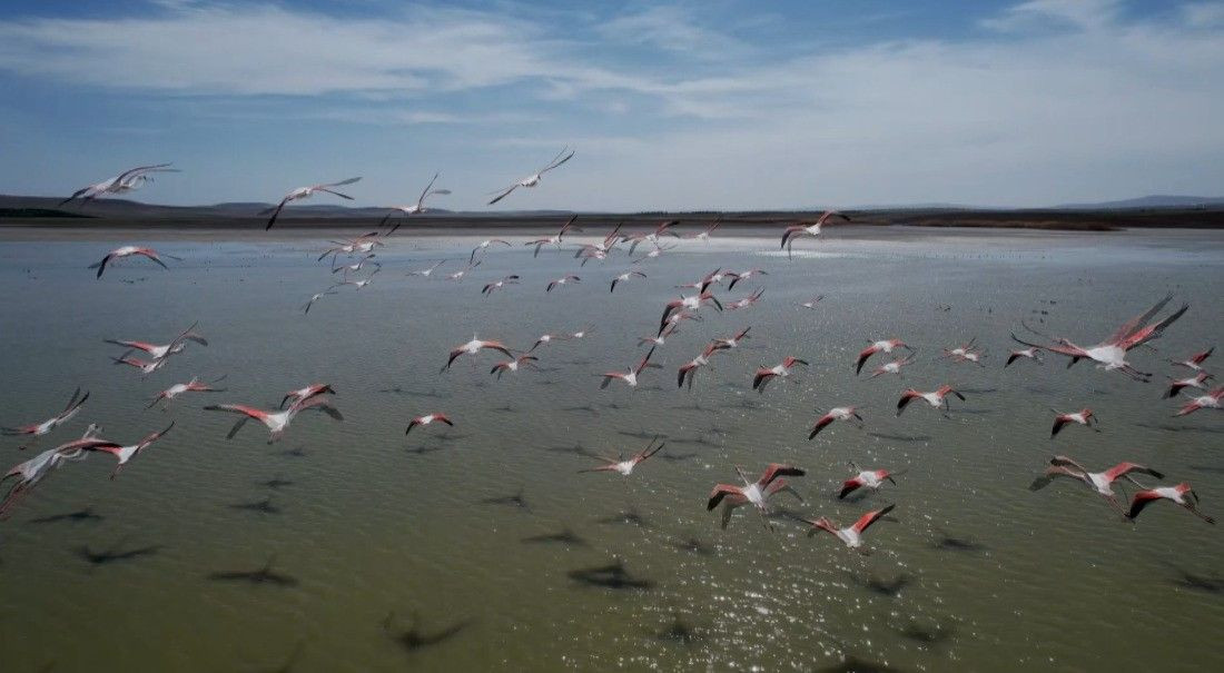 Ankara'da Konaklayan Flamingoların Yaşam Alanı Tehdit Altında - Sayfa 3