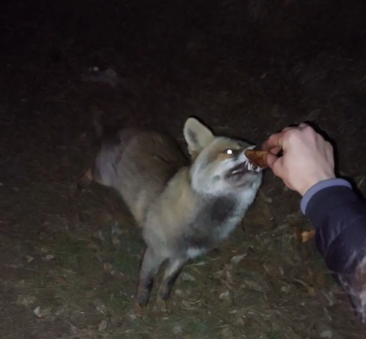 Akşam Vakti Yiyecek Arayan Tilki, İftar Sofrasına Denk Geldi