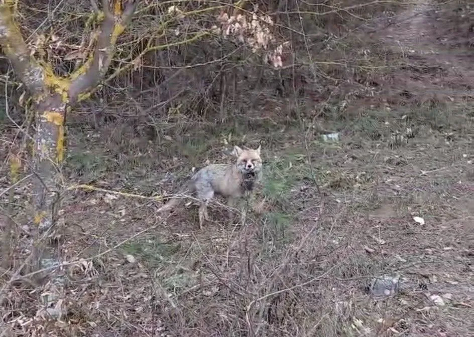 Akşam Vakti Yiyecek Arayan Tilki, İftar Sofrasına Denk Geldi