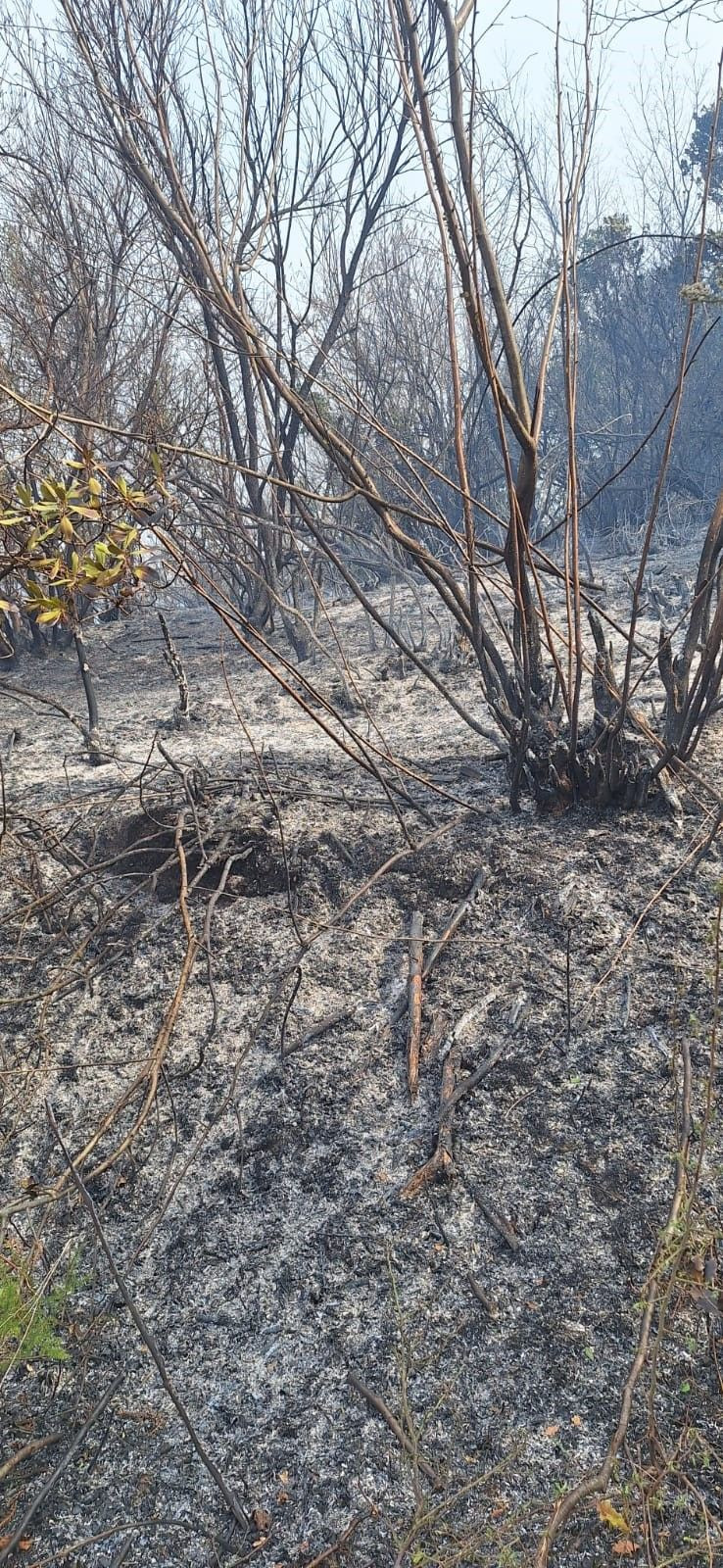 Yalova'da Orman Yangını - Sayfa 2