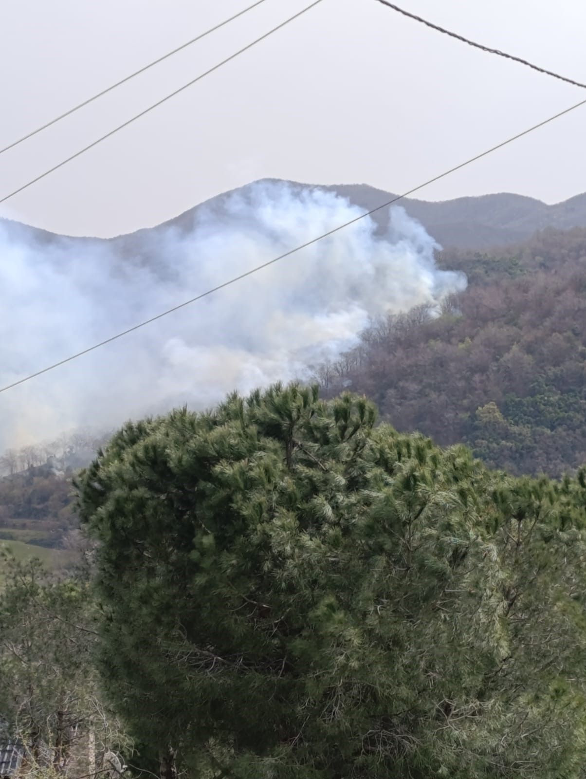 Yalova'da Orman Yangını - Sayfa 5