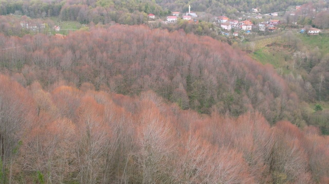 Zonguldak Ormanları İlkbaharın Renk Cümbüşüne Büründü - Sayfa 3