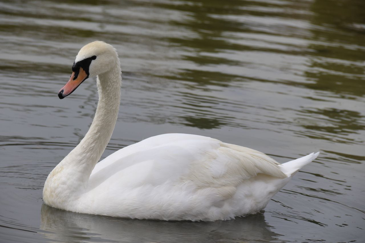 Eskişehirliler Bahar Havasının Tadını Çıkardı - Sayfa 1