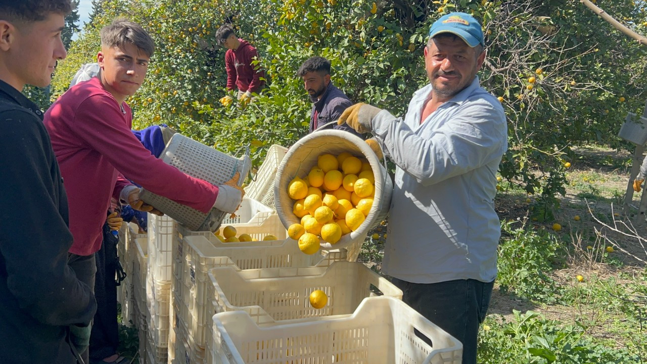 Üreticinin Önlemiyle Zirai Dondan Kurtulan Limon Bahçede 15 TL'den Alıcı Buluyor
