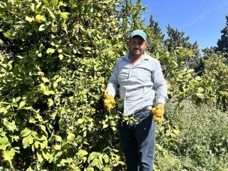 Üreticinin Önlemiyle Zirai Dondan Kurtulan Limon Bahçede 15 TL'den Alıcı Buluyor - Sayfa 3