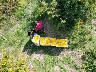 Üreticinin Önlemiyle Zirai Dondan Kurtulan Limon Bahçede 15 TL'den Alıcı Buluyor - Sayfa 4