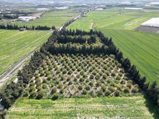 Üreticinin Önlemiyle Zirai Dondan Kurtulan Limon Bahçede 15 TL'den Alıcı Buluyor - Sayfa 5