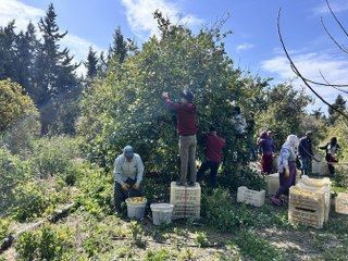 Üreticinin Önlemiyle Zirai Dondan Kurtulan Limon Bahçede 15 TL'den Alıcı Buluyor - Sayfa 6