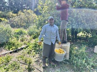 Üreticinin Önlemiyle Zirai Dondan Kurtulan Limon Bahçede 15 TL'den Alıcı Buluyor - Sayfa 7