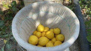 Üreticinin Önlemiyle Zirai Dondan Kurtulan Limon Bahçede 15 TL'den Alıcı Buluyor - Sayfa 9