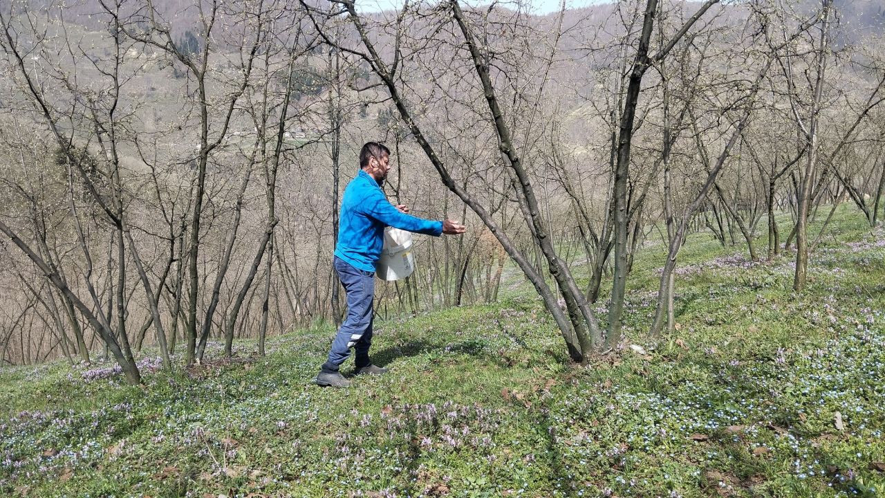 Hendek’te Fındık Üreticileri Yeni Sezon İçin Çalışmalara Başladı - Sayfa 3