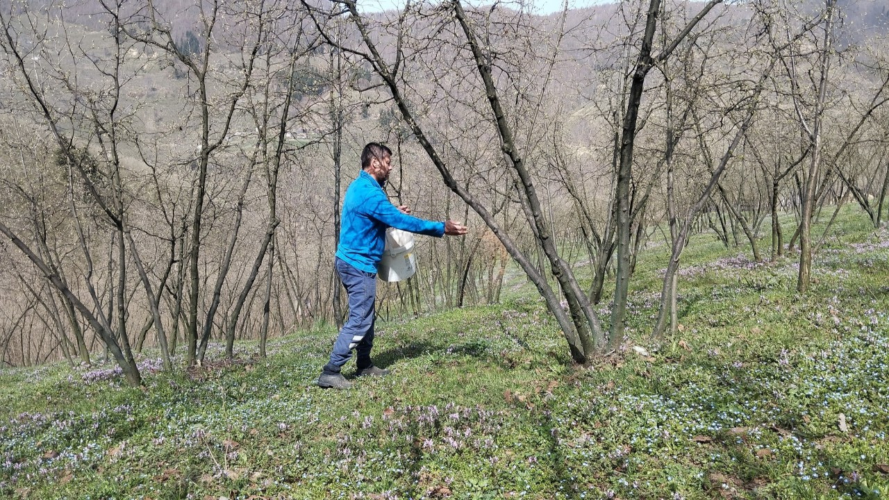 Hendek’te Fındık Üreticileri Yeni Sezon İçin Çalışmalara Başladı