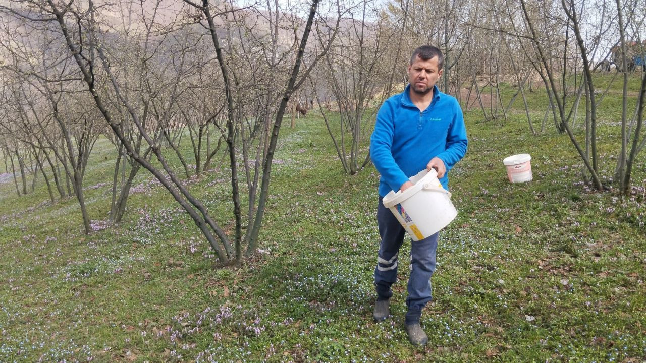 Hendek’te Fındık Üreticileri Yeni Sezon İçin Çalışmalara Başladı - Sayfa 4