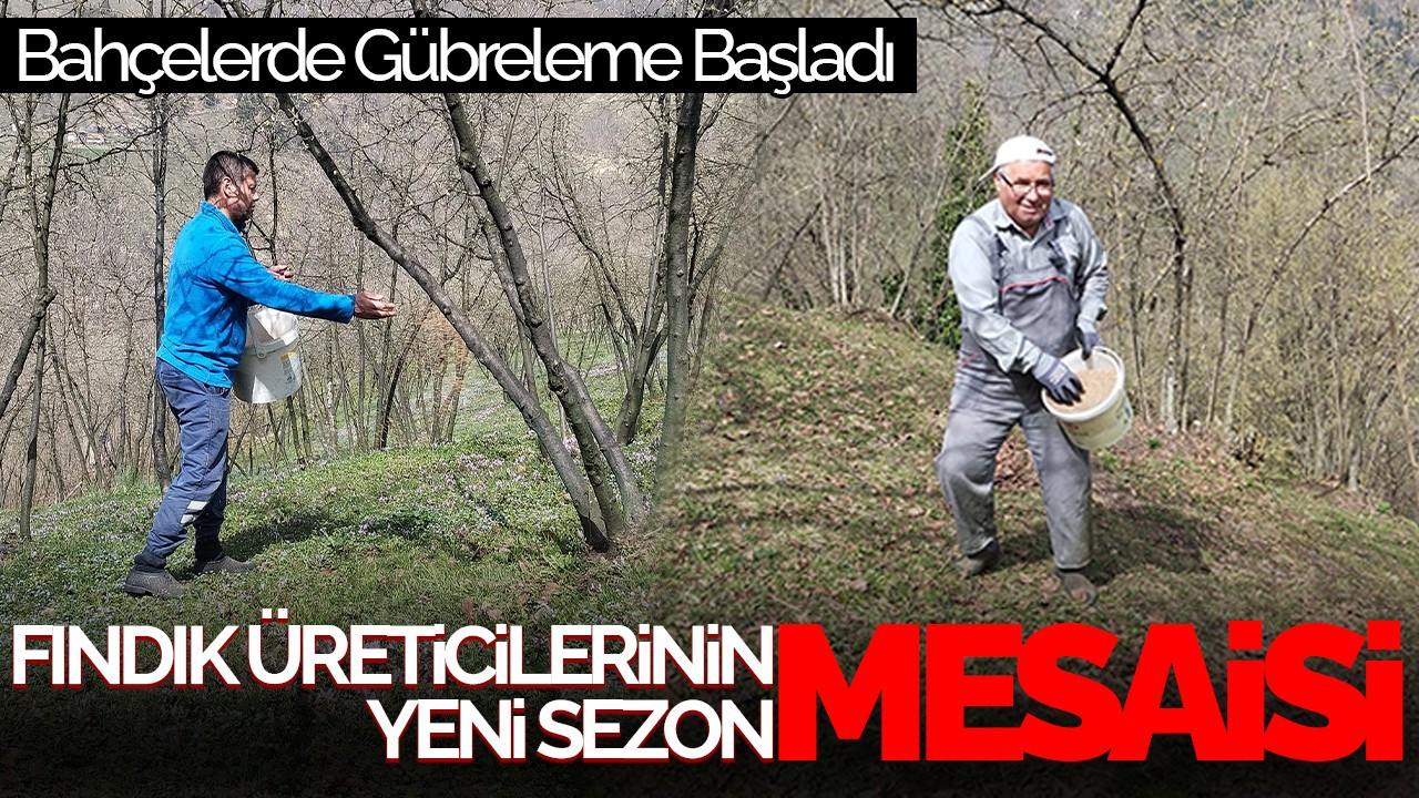 Hendek’te Fındık Üreticileri Yeni Sezon İçin Çalışmalara Başladı